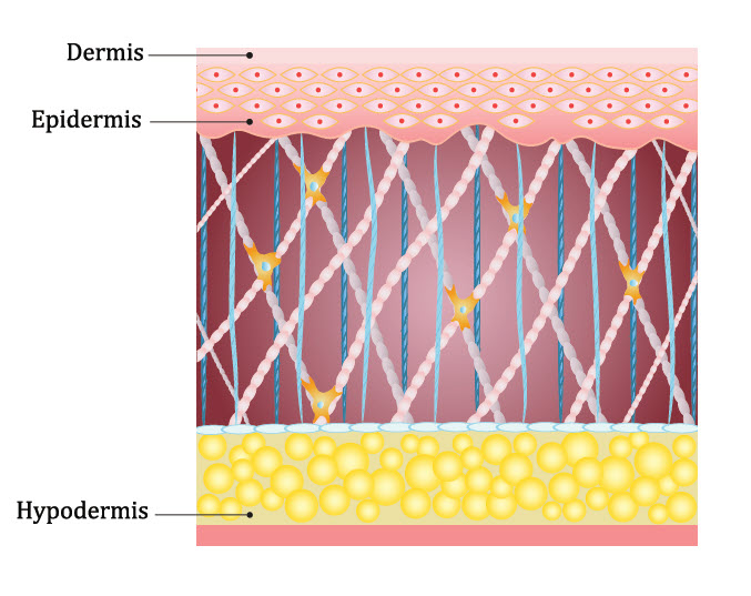 Skin layers